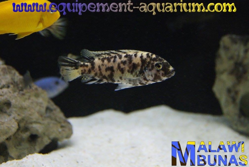 Maylandia sp. 'zebra gold' Mundola Point